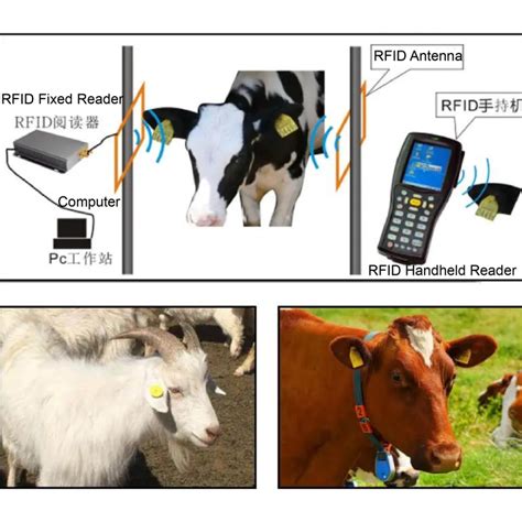 rfid cattle tag reader|livestock rfid reader.